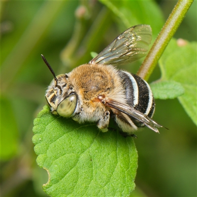 Amegilla (Zonamegilla) asserta (Blue Banded Bee) at Downer, ACT - 7 Jan 2025 by RobertD