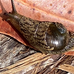 Stanisicarion freycineti (Crimson Foot Semi-Slug) at Bonny Hills, NSW - 8 Jan 2025 by pls047