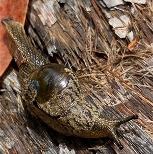 Stanisicarion freycineti at Bonny Hills, NSW - suppressed