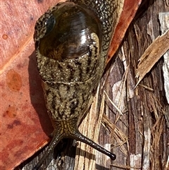 Stanisicarion freycineti at Bonny Hills, NSW - suppressed