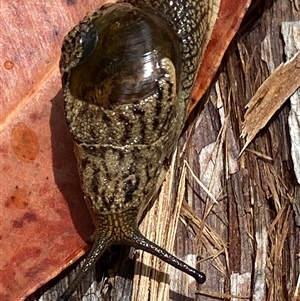 Stanisicarion freycineti at Bonny Hills, NSW - suppressed