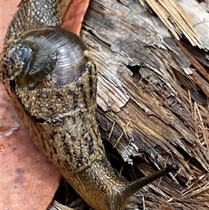 Stanisicarion freycineti at Bonny Hills, NSW - suppressed