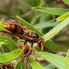 Polistes (Polistella) humilis at Isaacs, ACT - 8 Jan 2025 by Mike