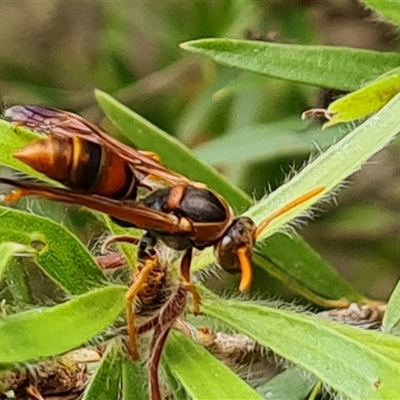 Polistes (Polistella) humilis (Common Paper Wasp) at Isaacs, ACT - 8 Jan 2025 by Mike