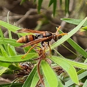 Polistes (Polistella) humilis at Isaacs, ACT - 8 Jan 2025 01:01 PM