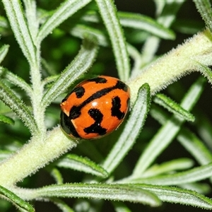 Coccinella transversalis at Palerang, NSW - 7 Jan 2025 03:27 PM