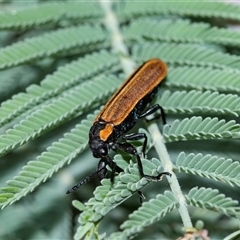 Rhinotia haemoptera (Lycid-mimic belid weevil, Slender Red Weevil) at Palerang, NSW - 7 Jan 2025 by AlisonMilton