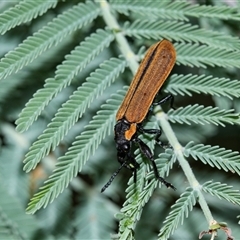 Rhinotia haemoptera at Palerang, NSW - 7 Jan 2025