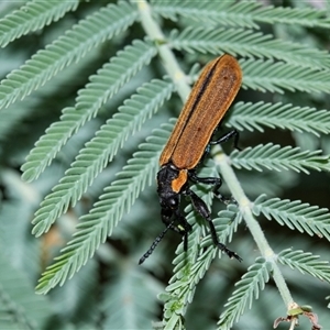 Rhinotia haemoptera at Palerang, NSW - 7 Jan 2025