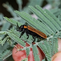 Rhinotia haemoptera at Palerang, NSW - 7 Jan 2025