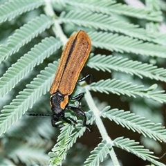 Rhinotia haemoptera at Palerang, NSW - 7 Jan 2025