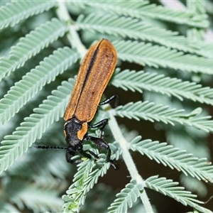 Rhinotia haemoptera at Palerang, NSW - 7 Jan 2025