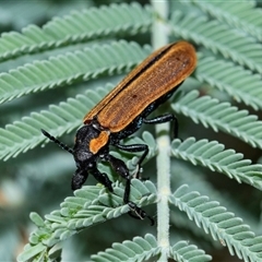 Rhinotia haemoptera at Palerang, NSW - 7 Jan 2025