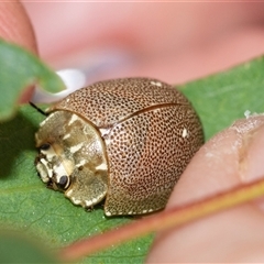 Paropsis aegrota (Eucalyptus Tortoise Beetle) at Palerang, NSW - 7 Jan 2025 by AlisonMilton