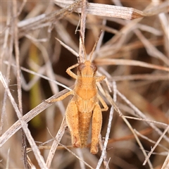 Phaulacridium vittatum (Wingless Grasshopper) at O'Connor, ACT - 7 Jan 2025 by ConBoekel