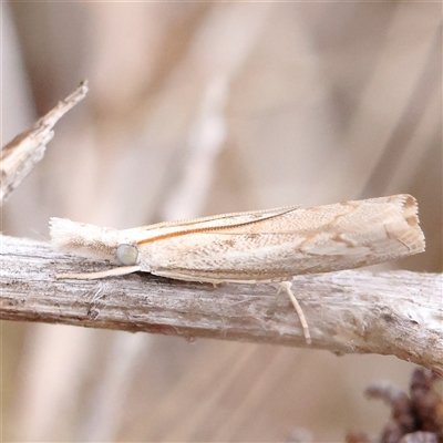 Culladia cuneiferellus (Crambinae moth) at O'Connor, ACT - 7 Jan 2025 by ConBoekel