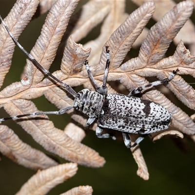 Disterna canosa (A longhorn beetle) at Palerang, NSW - 7 Jan 2025 by AlisonMilton