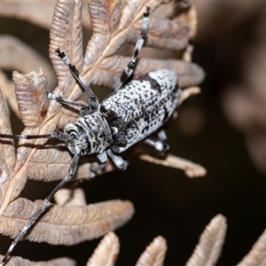 Disterna canosa at Palerang, NSW - 7 Jan 2025