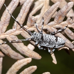 Disterna canosa at Palerang, NSW - 7 Jan 2025