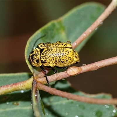 Aporocera (Aporocera) erosa (A leaf beetle) at Palerang, NSW - 7 Jan 2025 by AlisonMilton