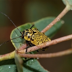 Aporocera (Aporocera) erosa at Palerang, NSW - 7 Jan 2025 03:38 PM