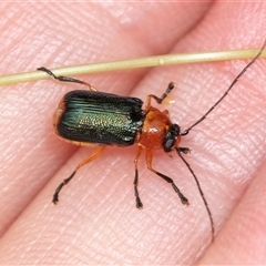 Aporocera (Aporocera) viridipennis (A leaf beetle) at Forbes Creek, NSW - 7 Jan 2025 by AlisonMilton