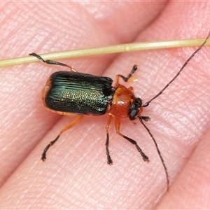 Aporocera (Aporocera) viridipennis at Forbes Creek, NSW - 7 Jan 2025 12:26 PM