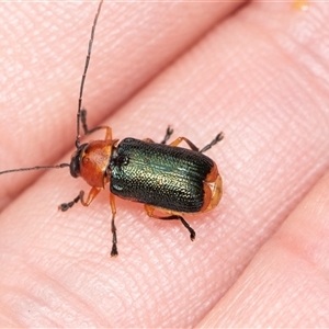 Aporocera (Aporocera) viridipennis at Forbes Creek, NSW - 7 Jan 2025