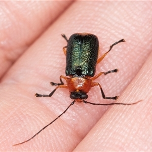 Aporocera (Aporocera) viridipennis at Forbes Creek, NSW - 7 Jan 2025