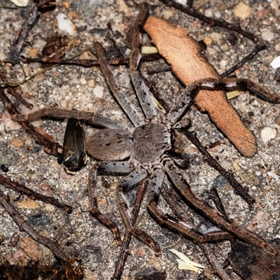 Isopedella pessleri (A huntsman spider) at Higgins, ACT - 7 Jan 2025 by AlisonMilton