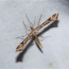 Sinpunctiptilia emissalis (Speedwell Pterror) at Higgins, ACT - 7 Jan 2025 by AlisonMilton