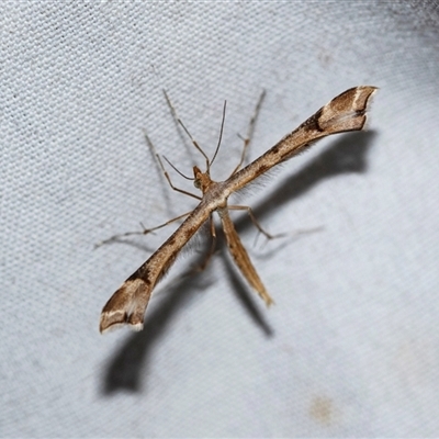 Sinpunctiptilia emissalis at Higgins, ACT - 6 Jan 2025 by AlisonMilton