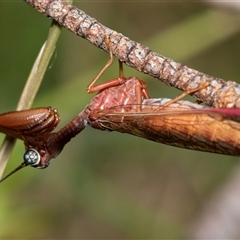 Campion sp. (genus) (Mantis Fly) at Palerang, NSW - 7 Jan 2025 by AlisonMilton