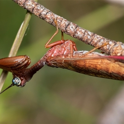 Campion sp. (genus) (Mantis Fly) at Palerang, NSW - 7 Jan 2025 by AlisonMilton