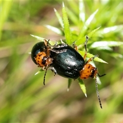 Ellopidia sp. (genus) (Leaf Beetle) at Forbes Creek, NSW - 7 Jan 2025 by AlisonMilton