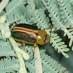 Calomela bartoni (Acacia Leaf Beetle) at Forbes Creek, NSW - 7 Jan 2025 by AlisonMilton