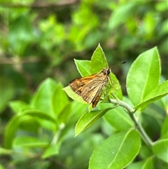 Ocybadistes walkeri (Green Grass-dart) at Gordon, ACT - 6 Jan 2025 by GG