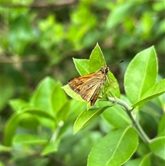 Ocybadistes walkeri at Gordon, ACT - 6 Jan 2025 by GG