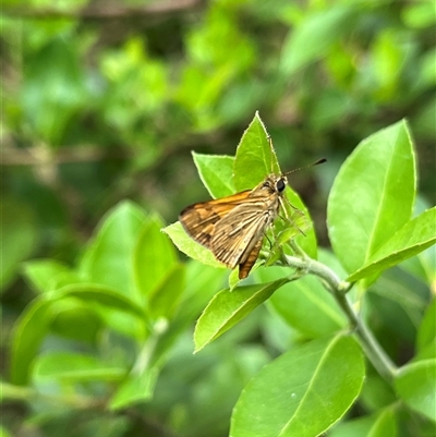 Ocybadistes walkeri (Green Grass-dart) at Gordon, ACT - 6 Jan 2025 by GG