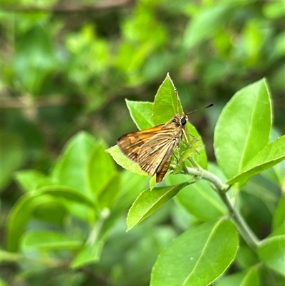 Ocybadistes walkeri at Gordon, ACT - 6 Jan 2025 by GG