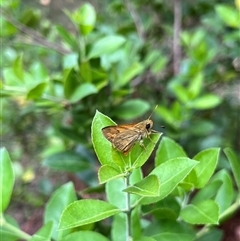 Ocybadistes walkeri at Gordon, ACT - 6 Jan 2025