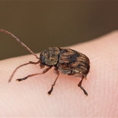 Cadmus sp. (genus) (Unidentified Cadmus leaf beetle) at Palerang, NSW - 7 Jan 2025 by AlisonMilton