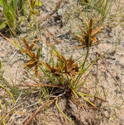 Unidentified Rush, Sedge or Mat Rush at Lake Mackay, NT - 26 Dec 2024 by Darcy