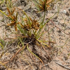 Cyperus at Lake Mackay, NT - 26 Dec 2024 11:28 AM