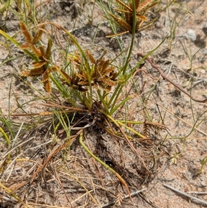 Cyperus at Lake Mackay, NT - 26 Dec 2024 11:28 AM