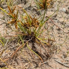 Cyperus at Lake Mackay, NT - 26 Dec 2024 11:28 AM