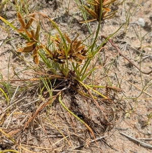 Cyperus at Lake Mackay, NT - 26 Dec 2024 11:28 AM