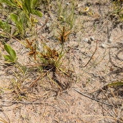 Cyperus at Lake Mackay, NT - 26 Dec 2024 11:28 AM