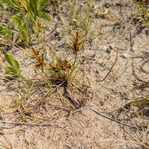 Cyperus at Lake Mackay, NT - 26 Dec 2024 11:28 AM
