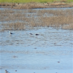 Himantopus leucocephalus (Pied Stilt) at Lake Mackay, NT - 26 Dec 2024 by Darcy